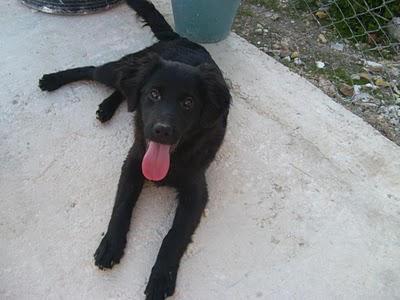 MACHO NEGRITO PEQUEÑITO Y MACHO NEGRITO GRANDE, DE 5 MESES, PODRÍAN IR A LA PERRERA!