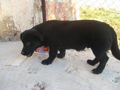 MACHO NEGRITO PEQUEÑITO Y MACHO NEGRITO GRANDE, DE 5 MESES, PODRÍAN IR A LA PERRERA!