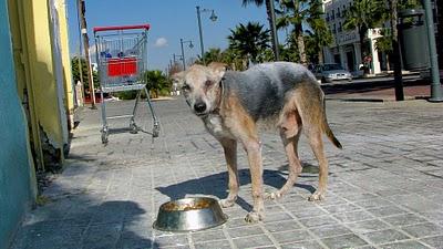 Se llama JAEN, perrito de 15 años enfermito y en la calle. Nos necesita, es de tamaño pequeño.