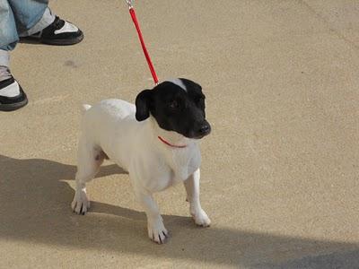 PANCHO, NO LE QUIEREN A PESAR DE SER BUENO.