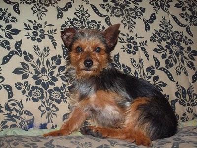 KEKO, YORKI AL QUE LE DAN DOS DÍAS PARA ENCONTRAR UN HOGAR.