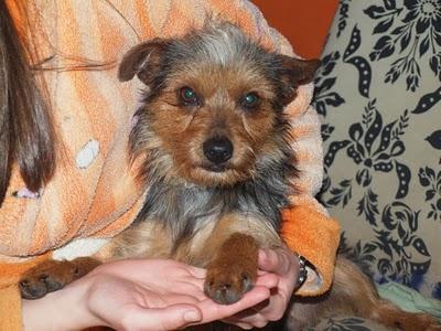 KEKO, YORKI AL QUE LE DAN DOS DÍAS PARA ENCONTRAR UN HOGAR.