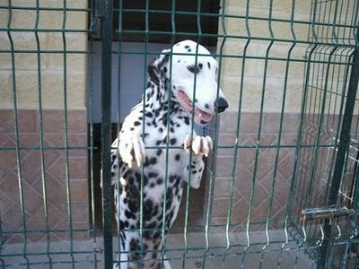 DIANA ES MÁS QUE UN PERRO DE RAZA.