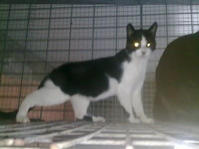 Gatitos abandonados por sus dueños. Rotaguau.