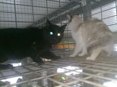 Gatitos abandonados por sus dueños. Rotaguau.