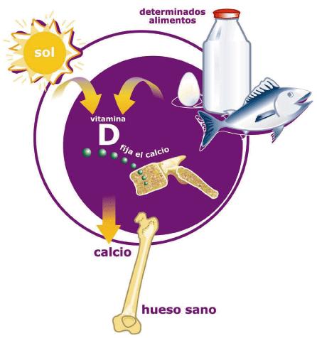 LA VITAMINA D