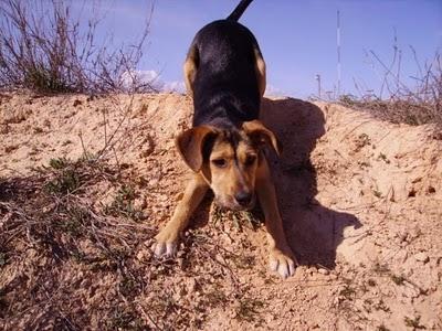 Dora, una cachorrita encantadora en busca de familia