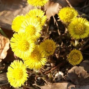 Tussilago_farfara_2 Tussilago farfara 2 300x300 Farfara para afecciones pulmonares