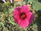 Kenaf Hibiscus cannabinus
