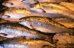 El Aceite De Pescado