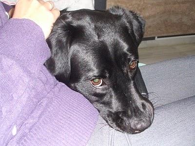 LOLA. Preciosa labradora jovencilla, sana, sensible, vital...