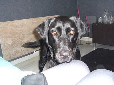 LOLA. Preciosa labradora jovencilla, sana, sensible, vital...