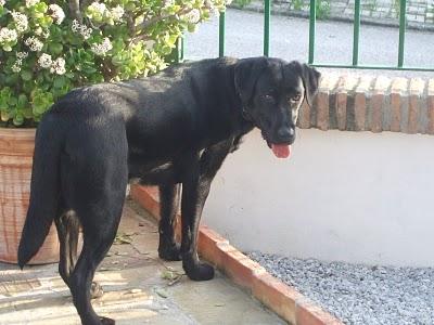 LOLA. Preciosa labradora jovencilla, sana, sensible, vital...