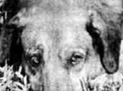 Canelo, historia lealtad