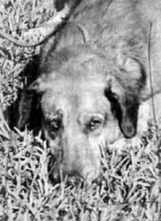 Canelo, una historia de lealtad