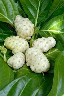 Noni combate artritis,ulceras,infecciones de encias,diabetes