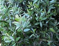 Niaulí combate dolores de cabeza,calma nervios,expectorante