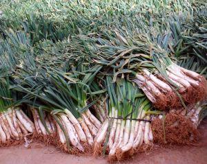 La madre de todas las calçotades.