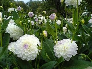 Mercado de Bulbos de Verano