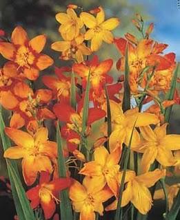 Mercado de Bulbos de Verano