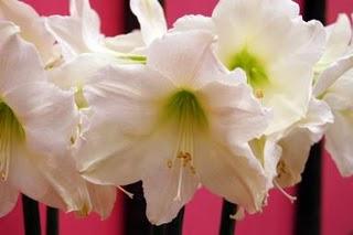 Mercado de Bulbos de Verano