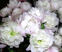 Mercado de Bulbos de Verano