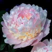 Mercado de Bulbos de Verano