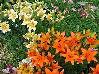 Mercado de Bulbos de Verano