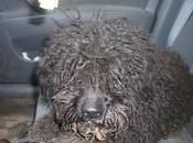 Rizos desorientada punto atropello (Sevilla).