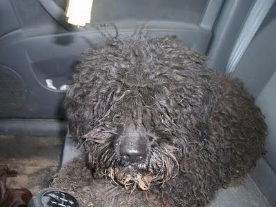 Rizos desorientada y a punto de atropello (Sevilla).