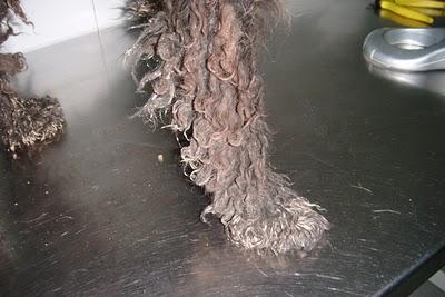 Rizos desorientada y a punto de atropello (Sevilla).