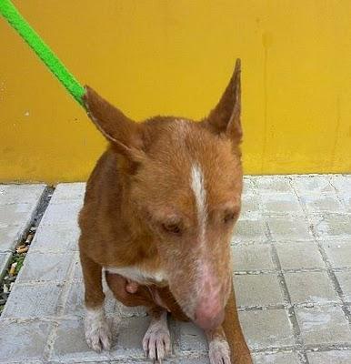 Para un súper Ángel ... Sevilla. LINDA, PODENCA ABUELITA, SIN DIENTES, EXPLOTADA PARA SU VEJEZ DORADA. ADOPTADA!!!