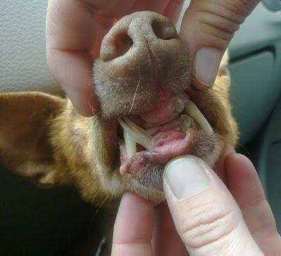 Para un súper Ángel ... Sevilla. LINDA, PODENCA ABUELITA, SIN DIENTES, EXPLOTADA PARA SU VEJEZ DORADA. ADOPTADA!!!