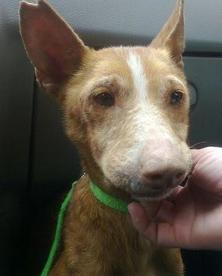 Para un súper Ángel ... Sevilla. LINDA, PODENCA ABUELITA, SIN DIENTES, EXPLOTADA PARA SU VEJEZ DORADA. ADOPTADA!!!