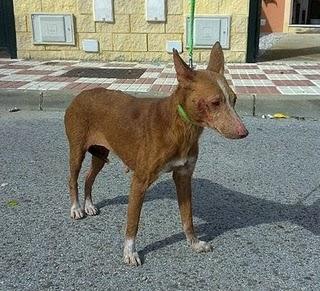 Para un súper Ángel ... Sevilla. LINDA, PODENCA ABUELITA, SIN DIENTES, EXPLOTADA PARA SU VEJEZ DORADA. ADOPTADA!!!