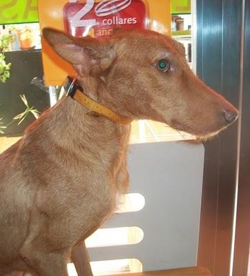 ADOPCIÓN URGENTE!! Cupper, el podenco invisible