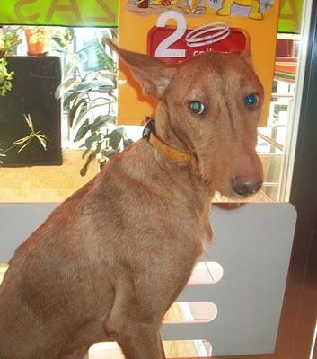 ADOPCIÓN URGENTE!! Cupper, el podenco invisible