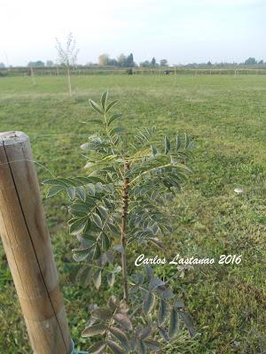 Construyendo un hogar 4. El bosque.