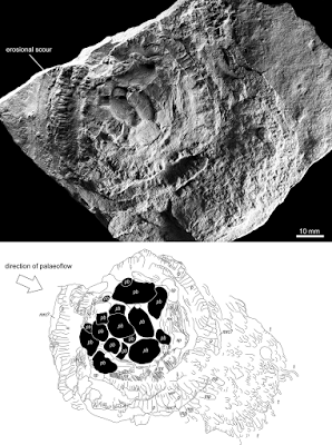 TOP 10: lo mejor del 2016 en Paleontología