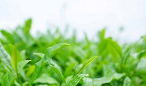 5 beneficios del té matcha para la salud