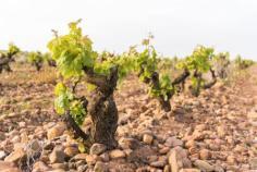 Finca del Marquesado Crianza 2013