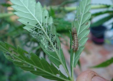 Oruga: debastadora de cultivos de marihuana