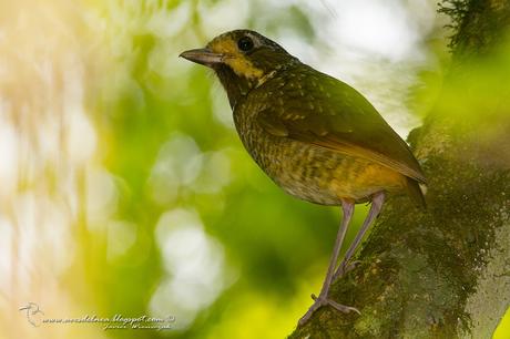 Chululú pintado (Variegated Antpitta) Grallaria varia