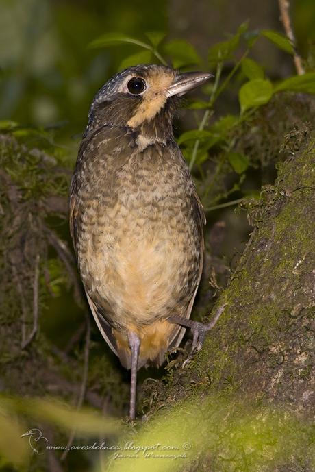 Chululú pintado (Variegated Antpitta) Grallaria varia