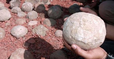 Los huevos de dinosaurio tenían un periodo de incubación de 3 a 6 meses