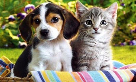 Consejos para que perros y gatos convivan juntos en un hogar