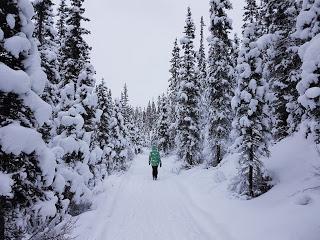 EXCURSIÓN HASTA EL LAKE LOUISE