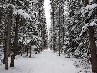 EXCURSIÓN HASTA EL LAKE LOUISE