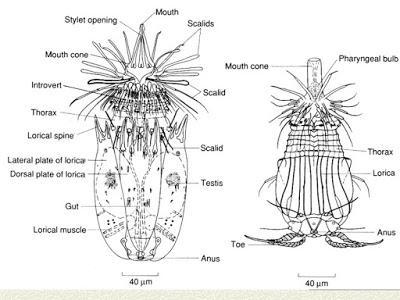 Loricifera, un nuevo phylum de invertebrados Loricifera, un nuevo phylum de invertebrados