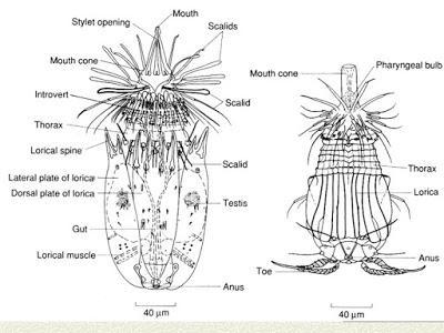 Loricifera, un nuevo phylum de invertebrados